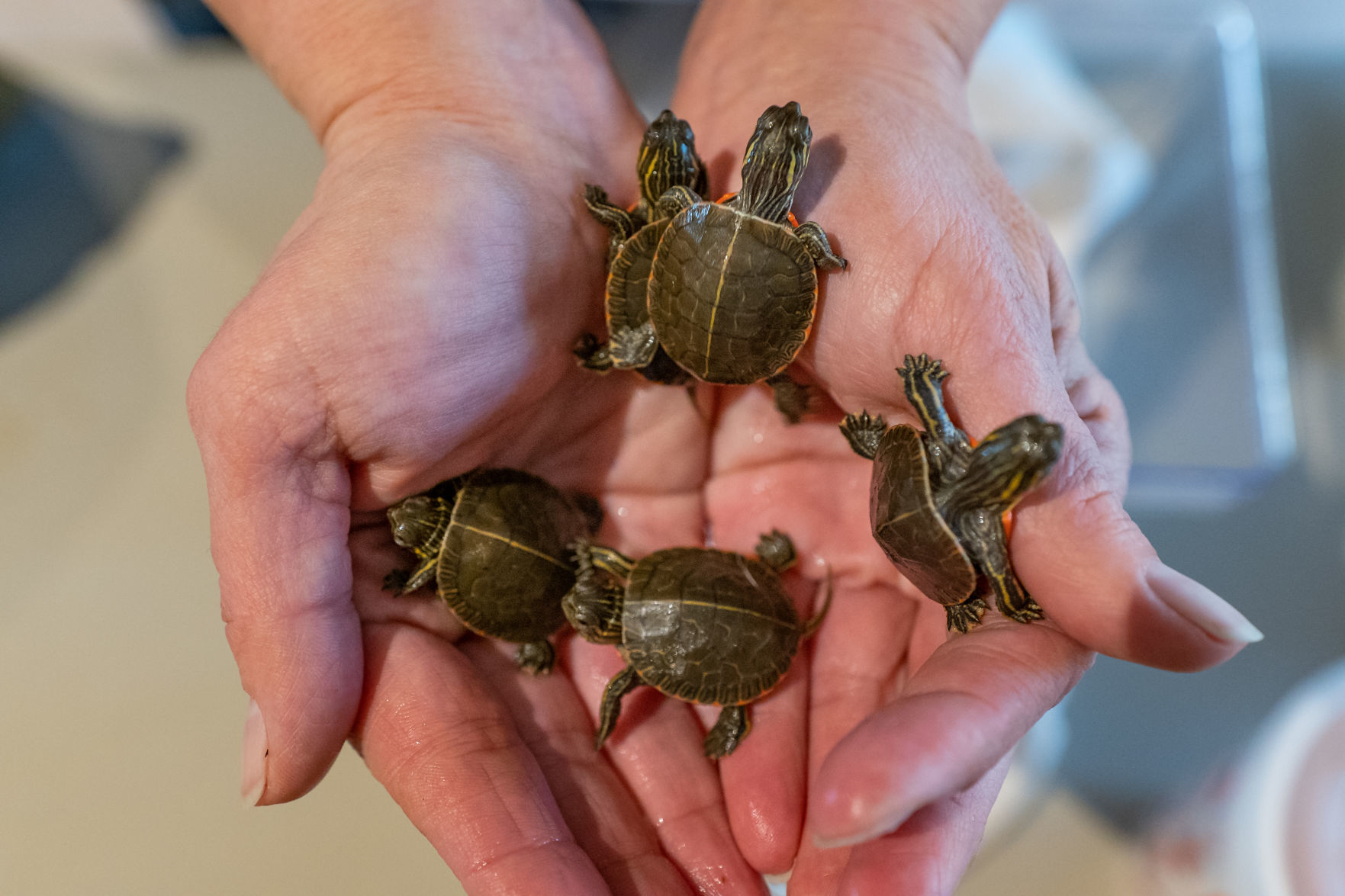 wildturtles